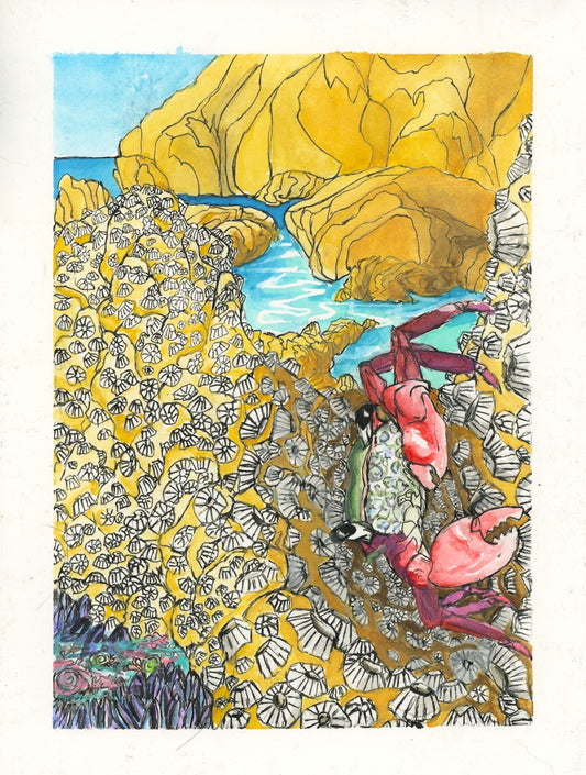 Tidepool Crab